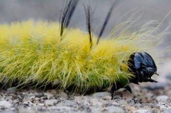 American Dagger Moth Caterpillar (Acronicta americana)
