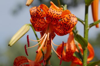 Tiger Lily (Lilium Lancifolium)