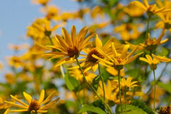 Summertime Flowers