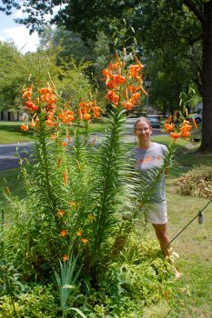 Cathy and Tiger Lilies