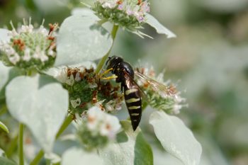 Bicyrtes quadrifasciatus