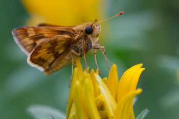 Polites peckius (Peck's Skipper)