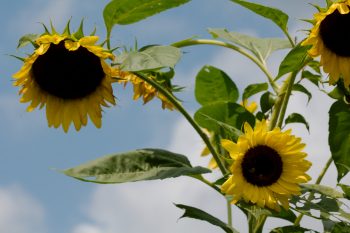 Sunflowers