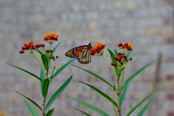 Monarch on Butterfly Weed