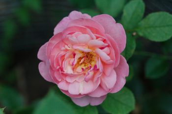 Rose ‘Boscobel’