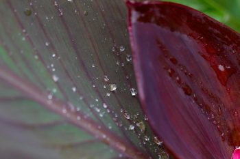 Canna Leaves