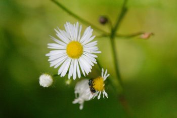 Fleabane (Erigeron)