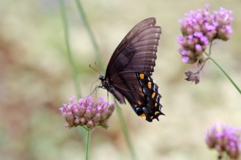 Tiger Swallowtail (Papilio glaucus)