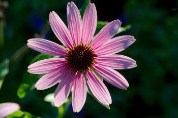 Backlit Coneflower