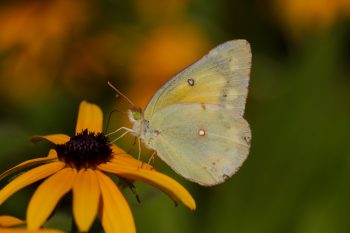 Orange Sulphur