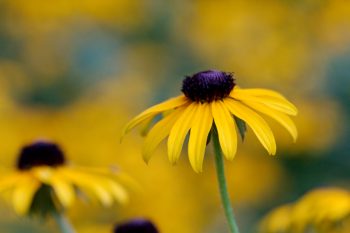 Black-eyed Susan (Rudbeckia)