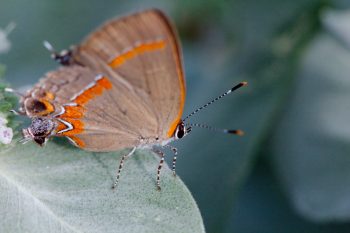 Calycopis cecrops (Red-banded Hairstreak)