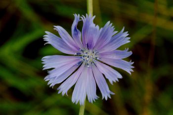 Cichorium intybus (Chicory)