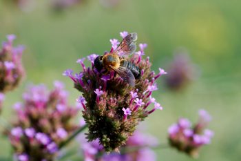 Megachile sculpturalis (Sculptured Resin Bee)