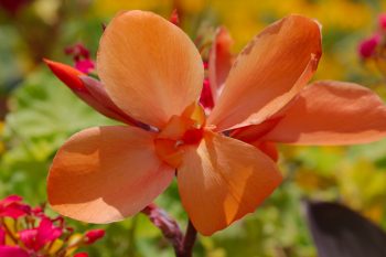 Canna Lily