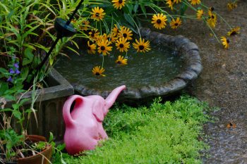 Bird Bath on a Rainy Day