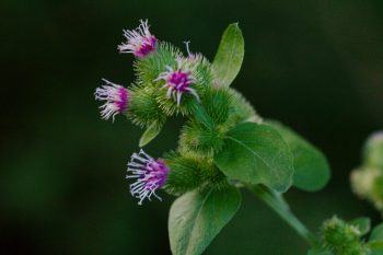 Arctium minus (Common Burdock)