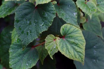 Begonia grandis (Hardy Begonia)