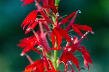 Cardinal Flower (Lobelia cardinalis)