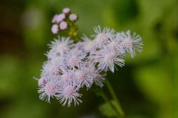 Conoclinium coelestinum (Blue Mistflower)