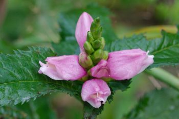 Chelone lyonii (Pink Turtlehead)