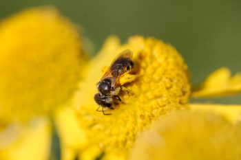 Pollinator on Helenium