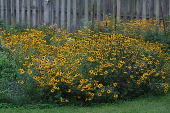 The Back Garden