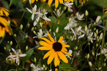 Autumn Clematis and Black-eyed Susan