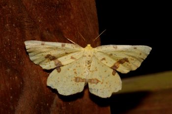 Xanthotype Moth