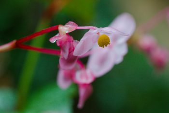Begonia grandis (Hardy Begonia)