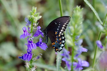 Spicebush Swallowtail (Papilio troilus)