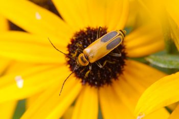 Chauliognathus pensylvanicus (Goldenrod Soldier Beetle)