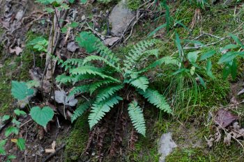 Christmas Fern (Polystichum acrostichoides)