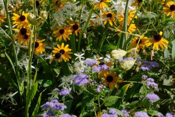 Fall Flowers