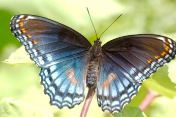 Limenitis arthemis astyanax (Red-spotted Purple)