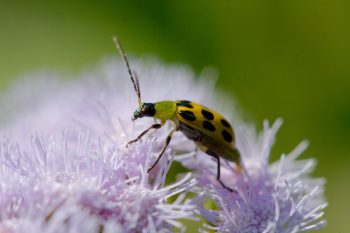 Diabrotica undecimpunctata (Spotted Cucumber Beetle)