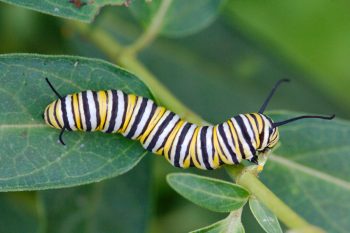 Monarch Caterpillar (Danaus plexippus)