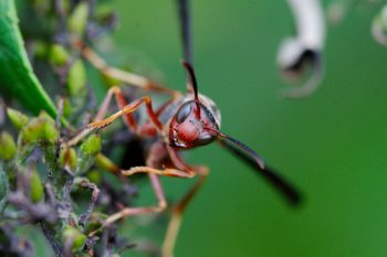 Paper Wasp (Polistes Sp.)