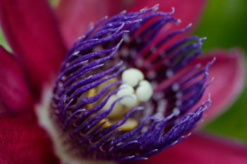 Passiflora alata ‘Ruby Glow’