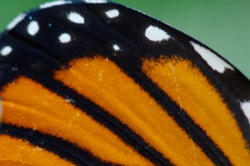 Monarch Wing