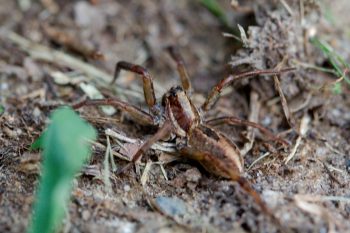 Wolf Spider