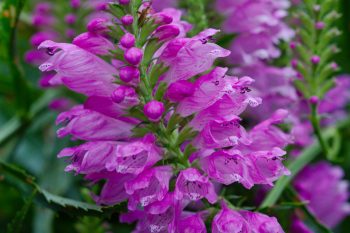 Physostegia virginiana