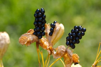 Iris domestica (Blackberry Lily)