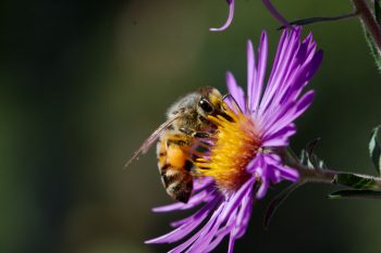 Honey Bee on Aster