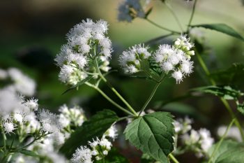 Ageratina altissima (White Snakeroot)