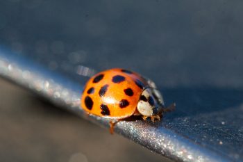 Harmonia axyridis (Asian Lady Beetle)