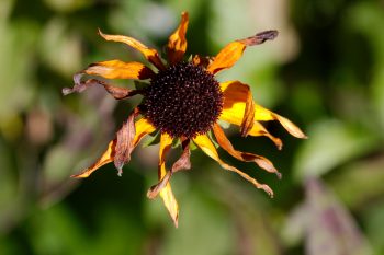 Rudbekia