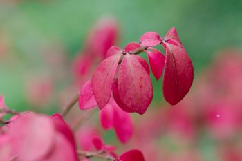 Burning Bush (Euonymus alatus)