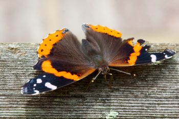 Vanessa atalanta (Red Admiral)