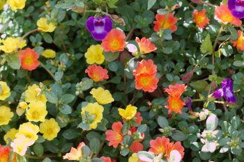 Yellow and Orange Purslane